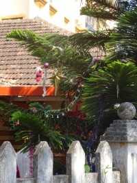 Dans les rues de Mangalore, un pin de Norfolk, Araucaria heterophylla, déguisé en arbre de Noël!