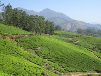 Les magnifiques paysages de la région de Munnar, montagnes sculptées par le thé!