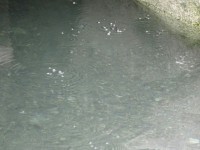 L'eau bouillonnante de la source à Hapao