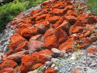 Du lichen rouge sur la pierre.