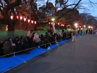 Hanami, les gens mangent et boivent pour célébrer le printemps.