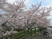 Nous aurons finalement vus les cerisiers en fleurs!
