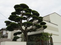 La question qui tue, existe-t-il un arbre qui ne soit pas taillé au Japon?
