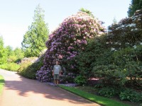 Un rhododendron au jardin botanique royale d'Édimbourg.