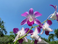 Une belle visite au Bali orchid garden
